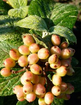 Viburnum lantana 'Variegatum'