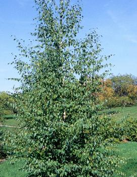 Betula pendula 'Gracilis'