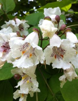 Catalpa speciosa