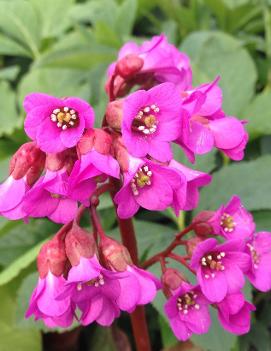 Bergenia cordifolia Rotblum ('Red Bloom')