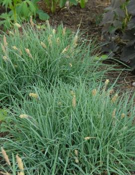 Carex glauca 'Blue Zinger'