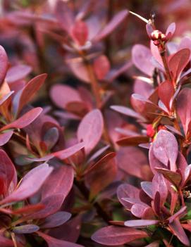 Berberis thunbergii Ruby Carousel® ('Bailone')