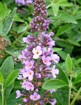 Buddleia Flutterby® Peace ('Podaras #6') (PP22142)