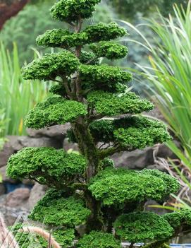 Chamaecyparis obtusa 'Reis Dwarf'