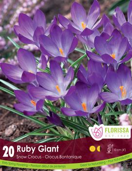 Crocus 'Ruby Giant'