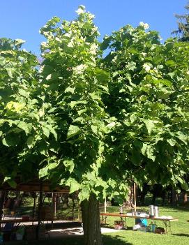 Catalpa bungei