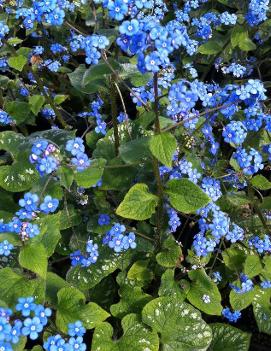 Brunnera macrophylla 'Langtrees'