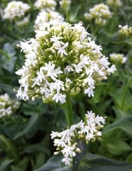 Centranthus ruber 'Albus'