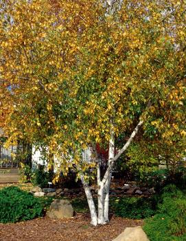 Betula populifolia 'Whitespire'