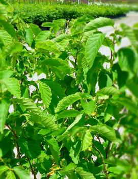 Corylus americana