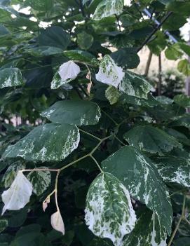 Cercis canadensis 'Floating Clouds'