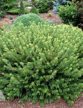 Cephalotaxus harringtonia 'Hedgehog'