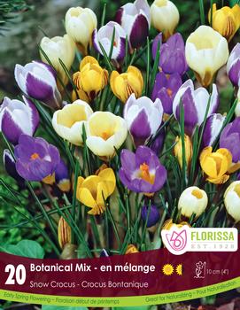 Crocus 'Mixed Colors'