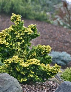 Chamaecyparis obtusa 'Verdoni'