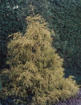 Chamaecyparis pisifera 'Filifera Aurea'