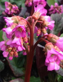 Bergenia x 'Eden's Dark Margin'