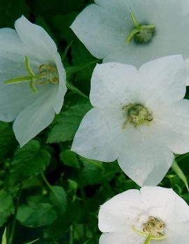 Campanula carpatica 'White Clips'