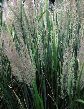 Calamagrostis brachytricha