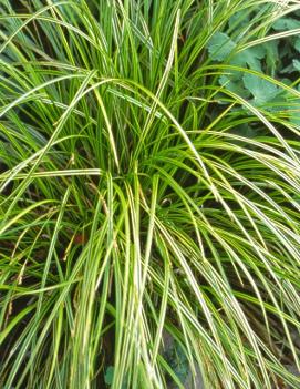 Carex dolichostachya Gold Fountains™ ('Kaga-nishiki')