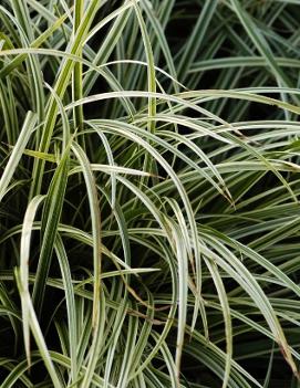 Carex morrowii 'Silver Sceptre'