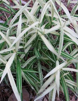 Chasmanthium latifolium 'River Mist' (PP20643)