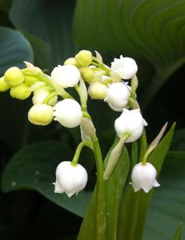 Convallaria majalis