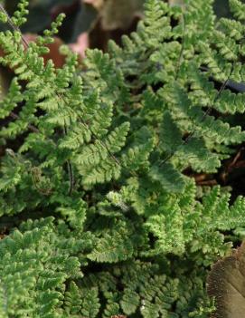 Cheilanthes lanosa