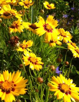 Coreopsis grandiflora 'Heliot'