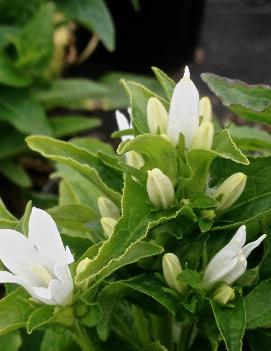 Campanula glomerata 'Alba'