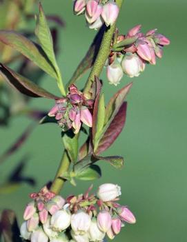 Blueberry 'Patriot'