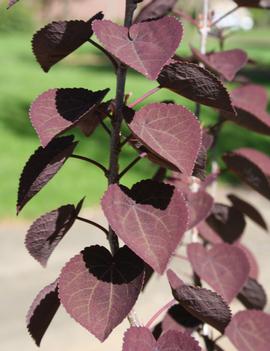 Cercidiphyllum japonicum Red Fox ('Rotfuchs')