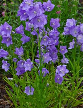 Campanula persicifolia 'Takion Blue'