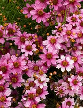 Coreopsis rosea 'Heaven's Gate' (PP16016)