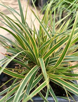 Carex morrowii EverColor® ('Everglow') (PP30466)