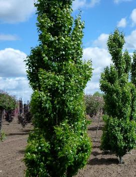 Betula pendula 'Fastigiata'