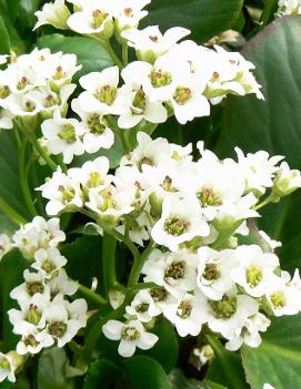 Bergenia x 'Bressingham White'