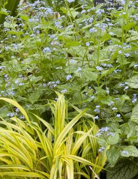 Brunnera macrophylla 'Jack Frost' (PP13859, CPBR1799)