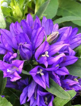 Campanula glomerata 'Superba'