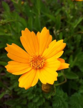 Coreopsis auriculata 'Nana'