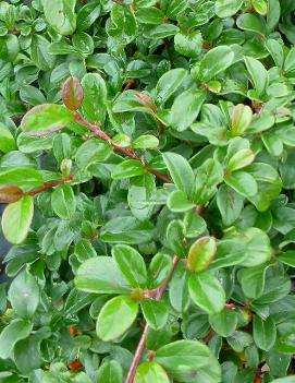 Cotoneaster dammeri