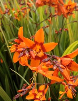 Crocosmia x 'Emily McKenzie'