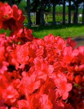 Azalea (Rhododendron) 'Mother's Day'