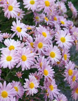 Chrysanthemum X rubellum 'Clara Curtis'