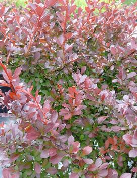 Berberis thunbergii Cherry Bomb® ('Monomb') (CPBR3488)