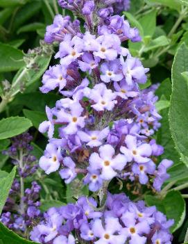 Buddleia Flutterby Petite® Blue Heaven ('Podaras #8') (PP22069)