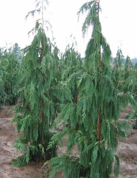 Chamaecyparis nootkatensis 'Glauca Pendula'