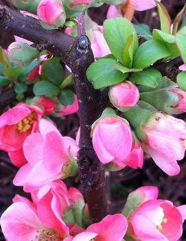 Chaenomeles x superba 'Pink Lady'