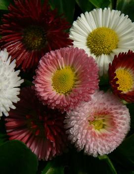 Bellis perennis 'Pomponette'