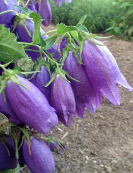 Campanula x 'Kent Belle'