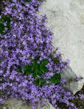 Campanula portenschlagiana Blue Waterfall™ ('Camgood') (PP13161, COPF)